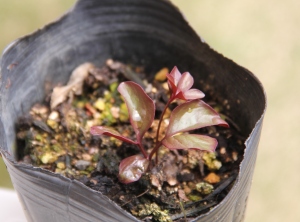 芍薬の新芽