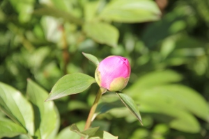 芍薬　蕾