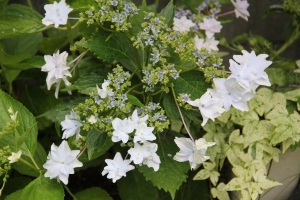 隅田の花火