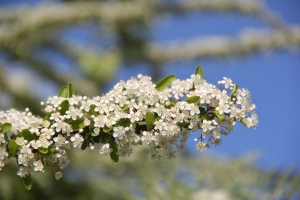 ピラカンサの花