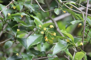 コヤスノキの花