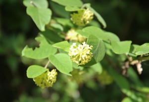 雁皮の花