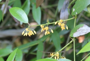 チトセカズラの花