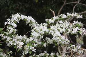 ニガイチゴの花