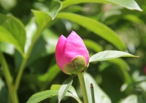 芍薬　つぼみ