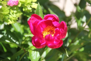 芍薬1