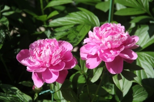 芍薬3