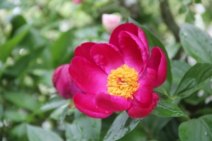 芍薬12