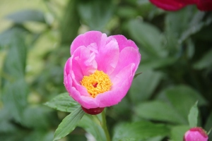 芍薬11