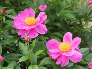 芍薬　10