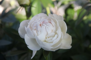芍薬　白八重