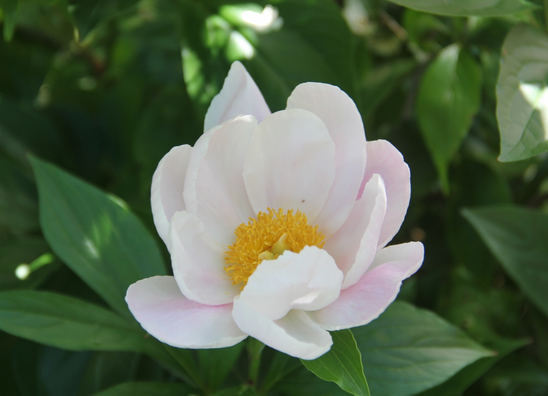 芍薬14