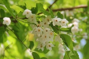 エゴノキの花