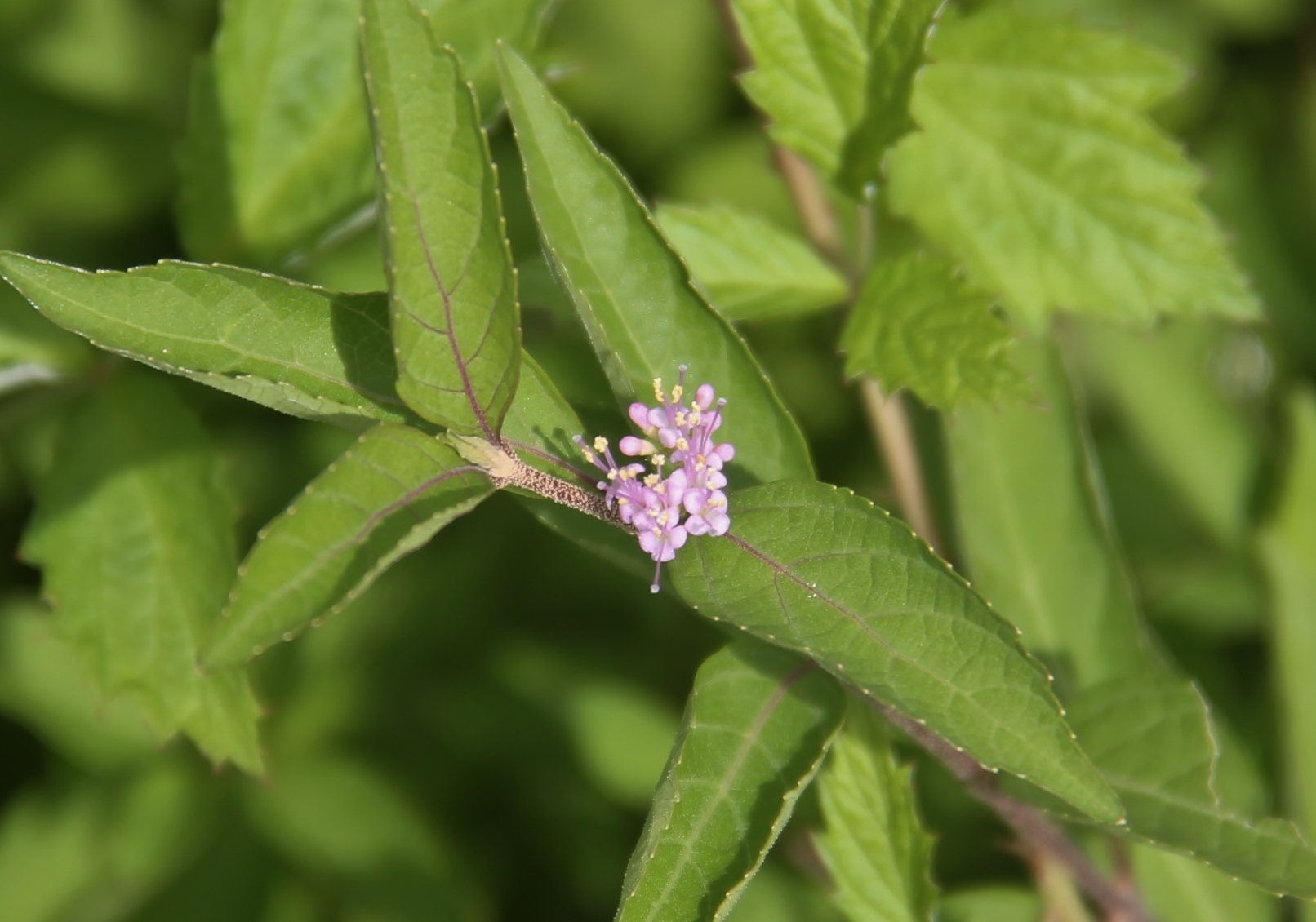 ムラサキシキブ