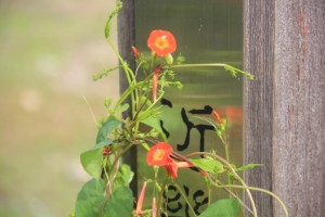 マルバルコウソウ