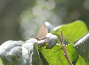 ウラギンシジミ