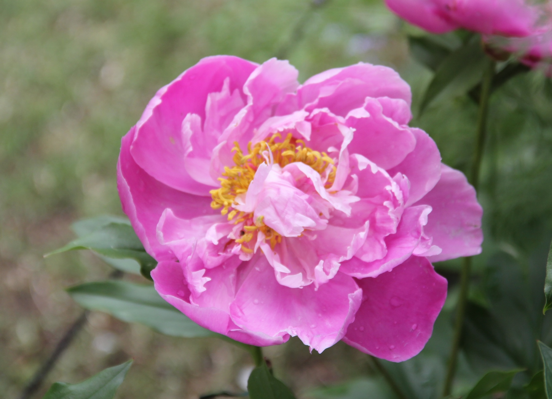 芍薬　バラ咲きピンク