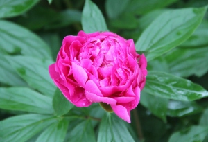 芍薬　バラ咲きピンク