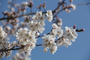 千種川の桜2