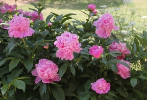 芍薬2