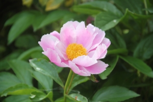 芍薬（上郡町2）