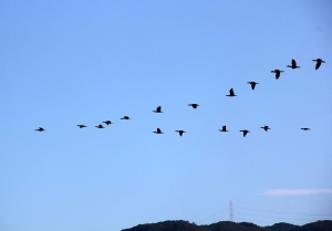 カワウ